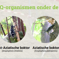 Q-organismen in de boomkwekerij: test je kennis via e-learning