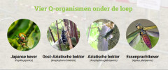 Q-organismen in de boomkwekerij: test je kennis via e-learning